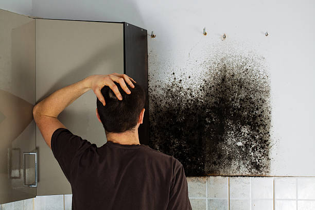 Best Basement Mold Remediation in Billington Heights, NY
